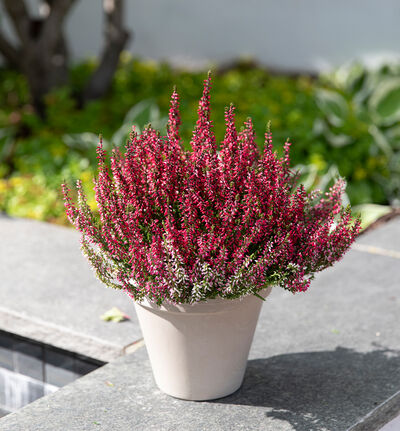 Rosa Calluna lyng Rosa Calluna lyng